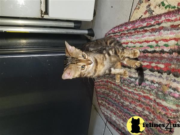 taraznprints Picture 3